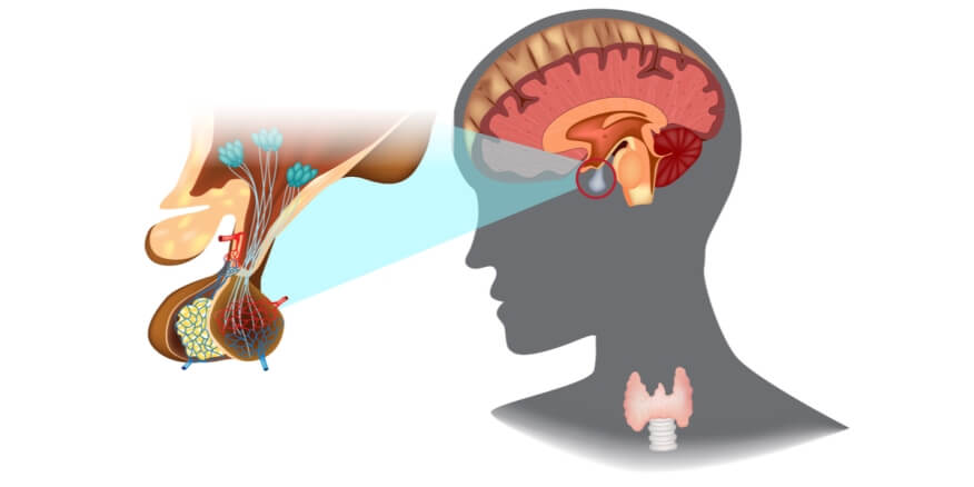 ( ماذا تعرف عن الغدة النخامية )