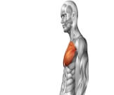 التمزق العضلي الصدري: أبرز المعلومات