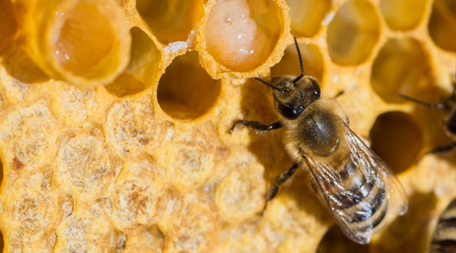 العسل الملكي miel royal