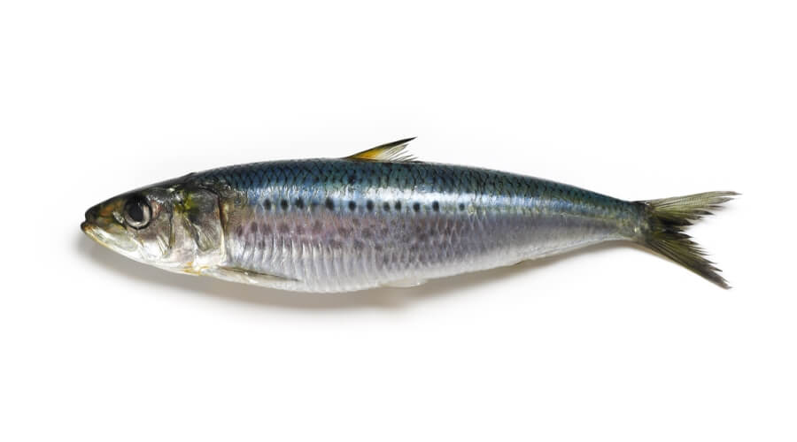 أنواع سمك السردين 6. مراحل تكاثر أنواع سمك السردين