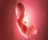 متى يكتمل نمو الجنين؟: إليك الإجابة