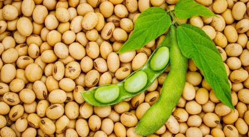 استخدامات فول الصويا: عديدة ومختلفة
