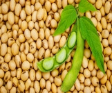 استخدامات فول الصويا: عديدة ومختلفة