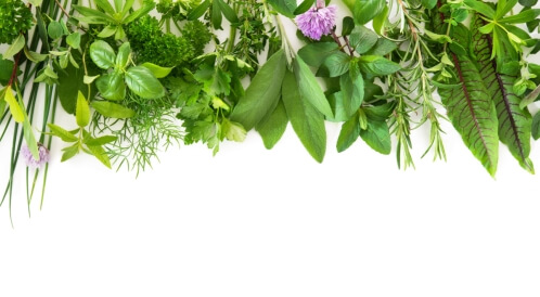 أعشاب تقتل الأميبا: حقيقة أم خرافة؟