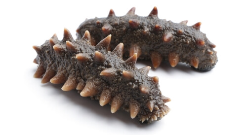 خيار البحر: فوائد عديدة ومتنوعة