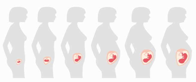 مراحل الحمل: أبرز التفاصيل