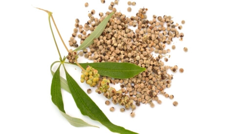 أضرار عشبة كف مريم: معلومات هامة