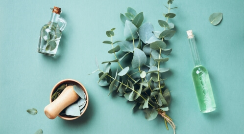 زيت الأوكالبتوس: ما هي فوائده وأضراره؟