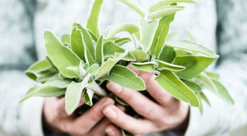 أضرار الميرمية: تعرف عليها وخذ حذرك