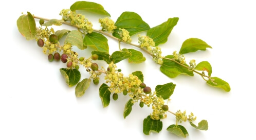 فوائد ورق السدر: عديدة وهامة