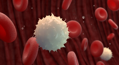 وظيفة كريات الدم البيضاء