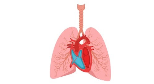 الدورة الدموية الصغرى: تعرف عليها