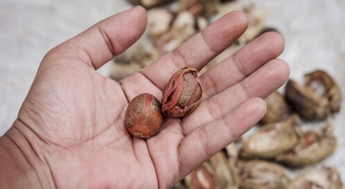 فوائد جوز الطيب للرجال: 4 فوائد فعّالة