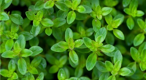 فوائد زعتر البلاط