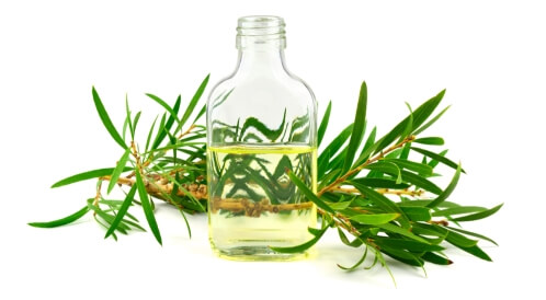 استخدامات زيت شجرة الشاي