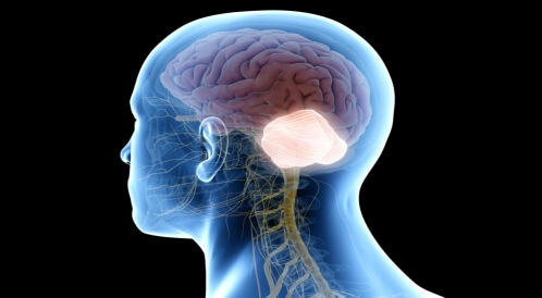 وظيفة المخيخ: أهم المعلومات