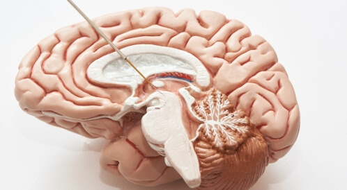 جذع الدماغ: كل ما يهمك معرفته