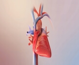 هل يشفى مريض ضعف عضلة القلب؟