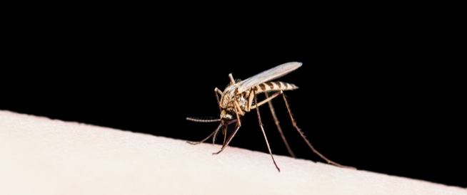 مرض الملاريا: الأعراض، والأسباب، والعلاج