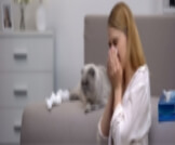 هل حساسية القطط مؤقتة؟