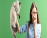 إبرة حساسية القطط: ما هي وكيف تعمل؟