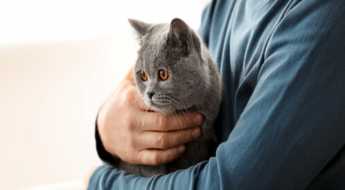 هل حساسية القطط خطيرة؟