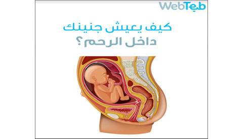 كيف يعيش جنينك داخل الرحم؟