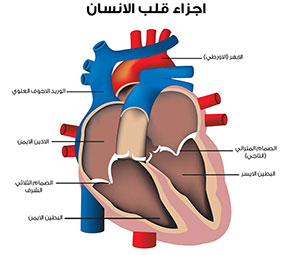 أمراض القلب: أنواعها، أسبابها، أعراضها وطرق علاجها