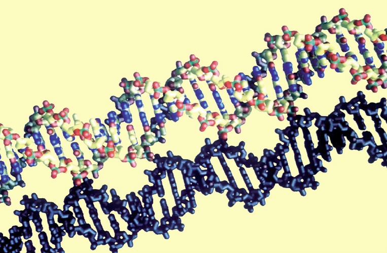 شريط DNA الذي ينقل كافة المعلومات الوراثية عبر الأجيال.