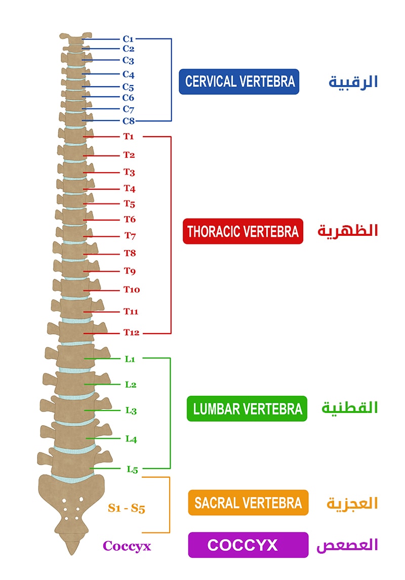 بزوغ الأنياب العلوية في غير مكانها