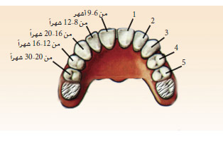 بزوغ الأسنان والإضطرابات الهضمية