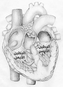 cardic cycle