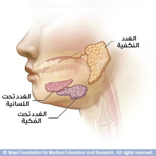الغدد اللعابية: تُساعد على الهضم، وتمنع التسوس الغدد اللعابية: تُساعد على الهضم، وتمنع التسوس