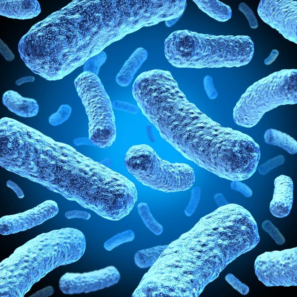 ما هي البكتيريا وكيف تؤثر على الإنسان؟  What-17309