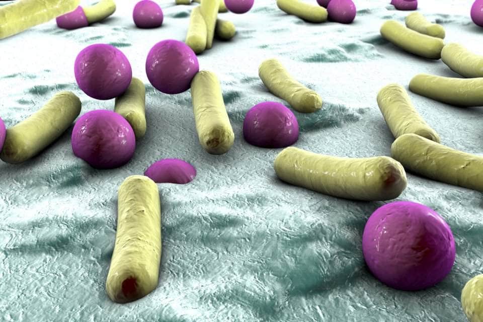 ما هي البكتيريا وكيف تؤثر على الإنسان؟  Where-17309
