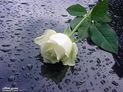 shahad Ahmed